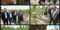 استاندار سمنان از یک واحد گلخانه‌ای در دامغان بازدید کرد.