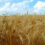 برنامه ریزی برای تولید ۱۴ میلیون تن گندم در سال زراعی جاری/ کشاورزان ارقام جدید و بذور گواهی شده کشت کنند