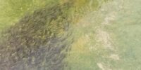 بیش از ۷۰۰۰ قطعه بچه ماهی کپور در استخر ذخیره آب کشاورزی سمنان رهاسازی شد