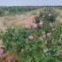 پیش‌بینی برداشت ۴ تن گل و غنچه تر از بوستان‌های گل محمدی در شهرستان گرمسار