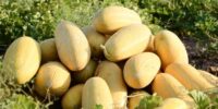 برداشت خربزه در دامغان، ۱۸۰ هکتار از جالیزهای دامغان زیر کشت خربزه است