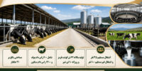 اینفوگرافی  |  واحد پرورش گاوشیری منطقه قلعه نوخرقان/شهرستان شاهرود