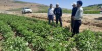 ارتقای ضریب امنیت غذایی با توسعه کشتهای اقتصادی/تأکید رئیس سازمان جهاد کشاورزی استان سمنان بر ترویج ارقام پرمحصول لوبیا در مزارع دیم کالپوش