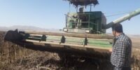 پیش‌بینی تولید بیش از ۲ هزار تن دانه آفتابگردان در شهرستان میامی؛ آغاز برداشت در منطقه کالپوش